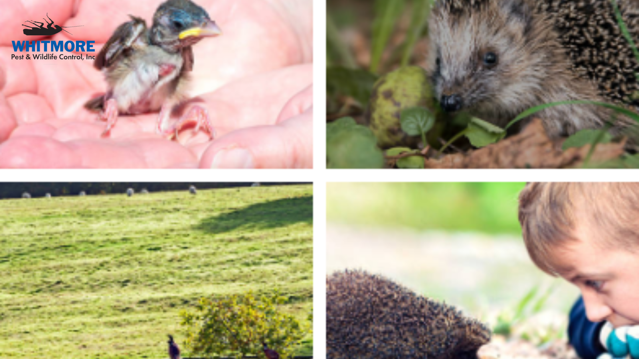 protect your home and garden from wildlife