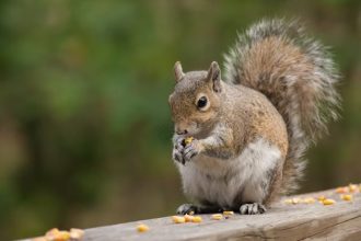 Signs of Squirrel in your House